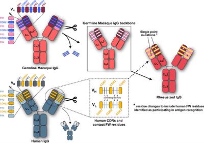 Structure and Fc-Effector Function of Rhesusized Variants of Human Anti-HIV-1 IgG1s